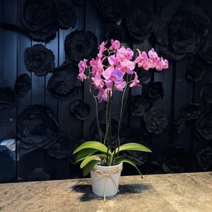 Fuchsia orchid with pot