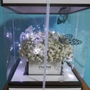 Blumenbox 'Schmetterling-Effekt'