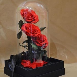 Rosas eternas bajo una cúpula de cristal