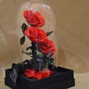 Timeless roses beneath a glass dome
