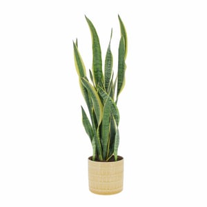Sansevieria