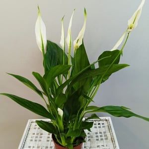 Spathifhyllum Cupido