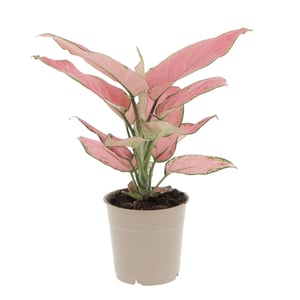 Aglaeonema Pink Star