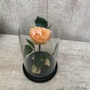 Orange rose in a flask