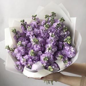 Aromatic Matthiola