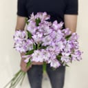 Bouquet of pale purple alstroemeria