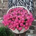 Basket of peony-flowered shrub roses