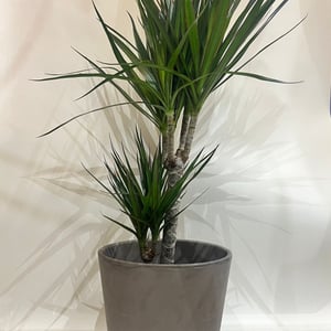 Dracaena im Topf