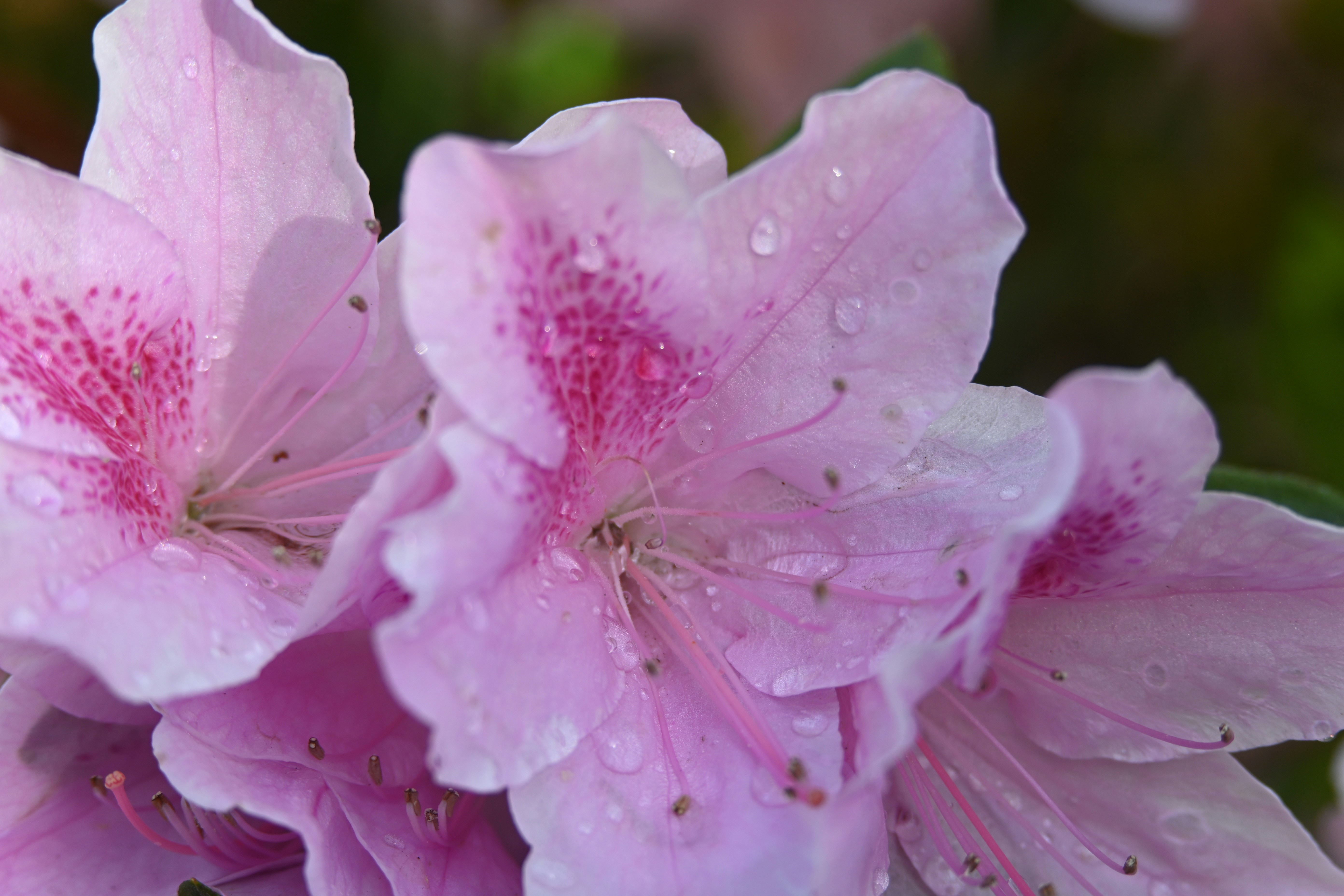 Washington State Flower: Symbolism & Meaning of Rhododendron