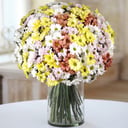 Bouquet '50 Daisy Poms'
