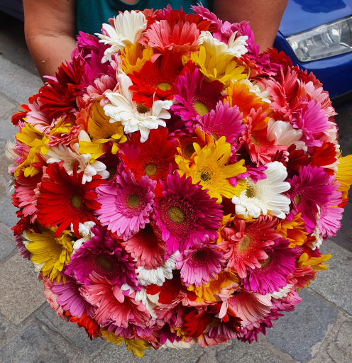 Blumen Angie