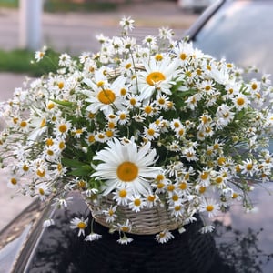 Blumenkorb 'Dewdrop'