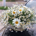 Flower basket 'Dewdrop'