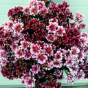 Lush bouquet of chrysanthemums