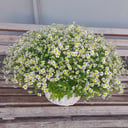 Cesta de flores '51 margaritas en una canasta'