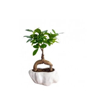 Bonsai tree in ceramic pot XS