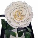 White Eternal rose in glass dome Chanel