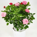 Large pink blooming rose in a flowerpot
