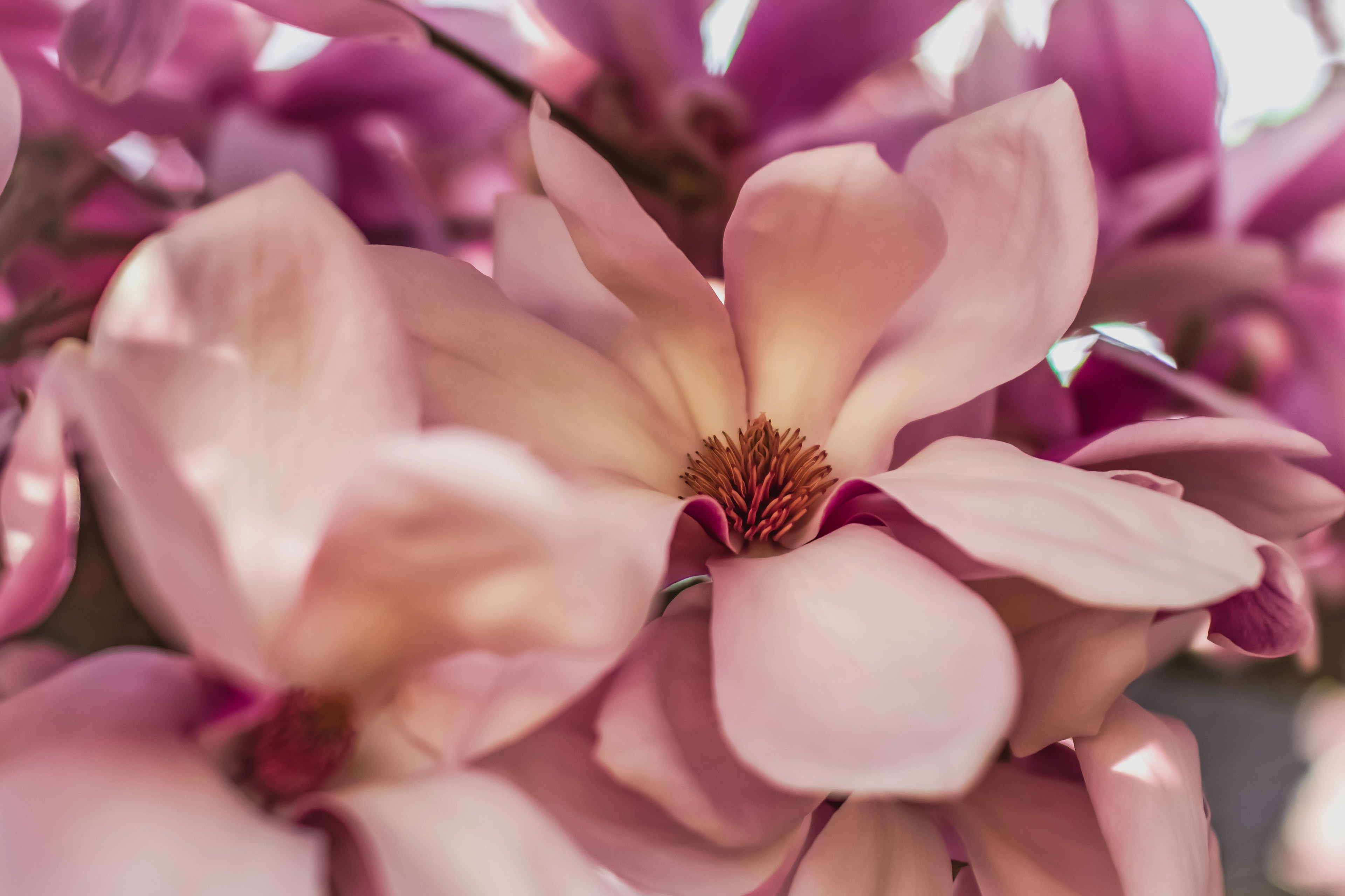 Mississippi's State Flower: The Magnolia