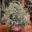 Flower basket 'The Magic Gypsophila'