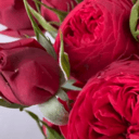 Cvetocny'i Art salon Gloriya