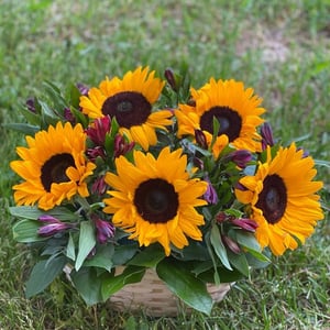 Sunflowers and Alstroemerias