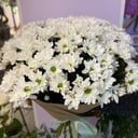 Bouquet of Bush chrysanthemums