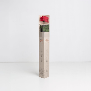 Rosa preservada roja