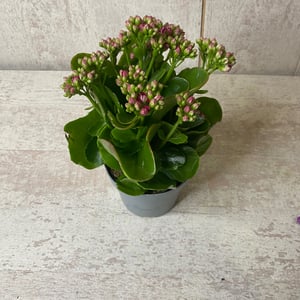 Kalanchoe
