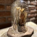 Natural Dried Flowers No. 1