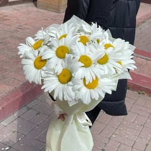 Daisies