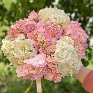 Blumenstrauß '11 Hydrangeas'