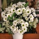 Ramo 'Dulce margarita'