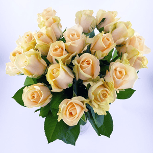 Blumenstrauß '20 Stück creme Rosen'