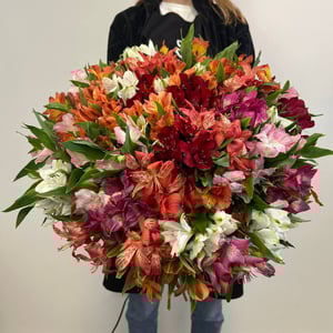 Bouquet '51 Alstroemeria'