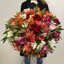 51 Alstroemeria