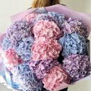 Huge bouquet of 15 Osborne hydrangeas