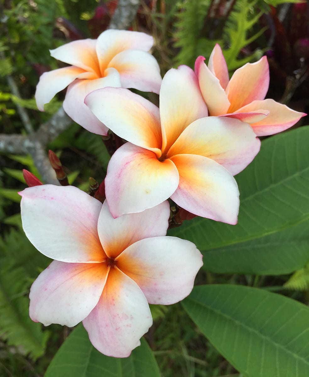 Blumen & Pflanzen sicher transportieren  Tipps | My Global Flowers