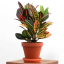 Variegated Croton