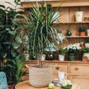 Dracaena