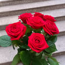 Bouquet of 7 red roses