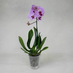 Orchid Phalaenopsis
