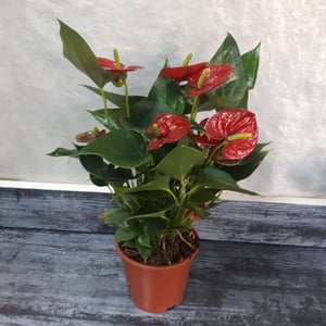 Anthurium