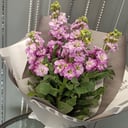 Bouquet 'Aromatic matthiolas'