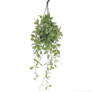 Dischidia