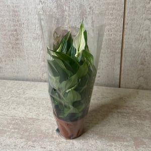 Spathiphyllum small