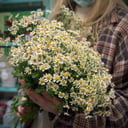 Bouquet 'Wildflowers'