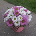 Hat box with flowers 'Chamomile mood'