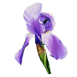 Iris Blumen