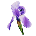 Iris Blumen
